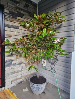 Magnolia tree