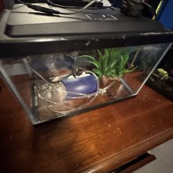 Aqueon 5 gallon glass aquarium