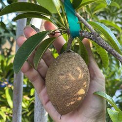 Sapodilla Grafted 15 Gal