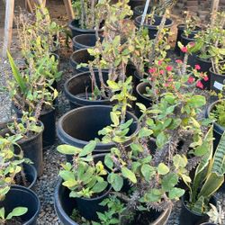 Vendo Todas Las Planta Son Como 100 De Todo Un Poco Son Más De 40 Coronas De Cristo De Todos Los Tamaños Más De 80 Votes  Todo Por 500 Cada Plata Te S