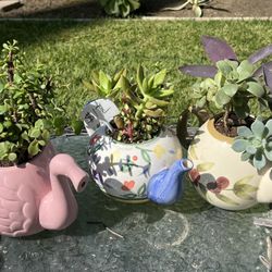 Cute Succulent Planter