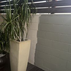 En $100 dólares con todo y macetero