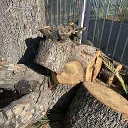 Free Tree Wood
