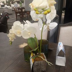 Orchid Plant