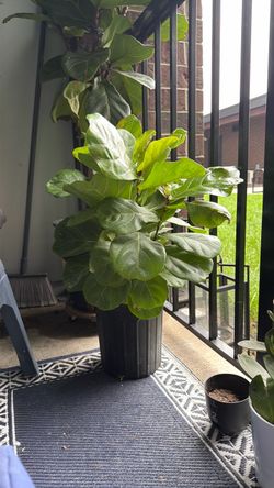 Fiddle Leaf Very Healthy New Growth Live Plant