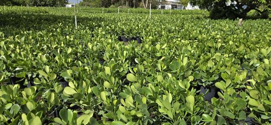 Clusia Plants Price Includes Installation 7g 3g