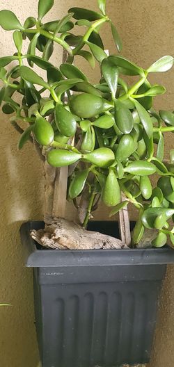 Beautiful Jade "Money Tree" Plant