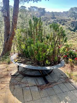 Outdoor Plants succulents in an old rusted fire pit
