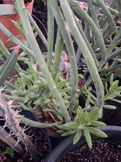 Succulent plants.