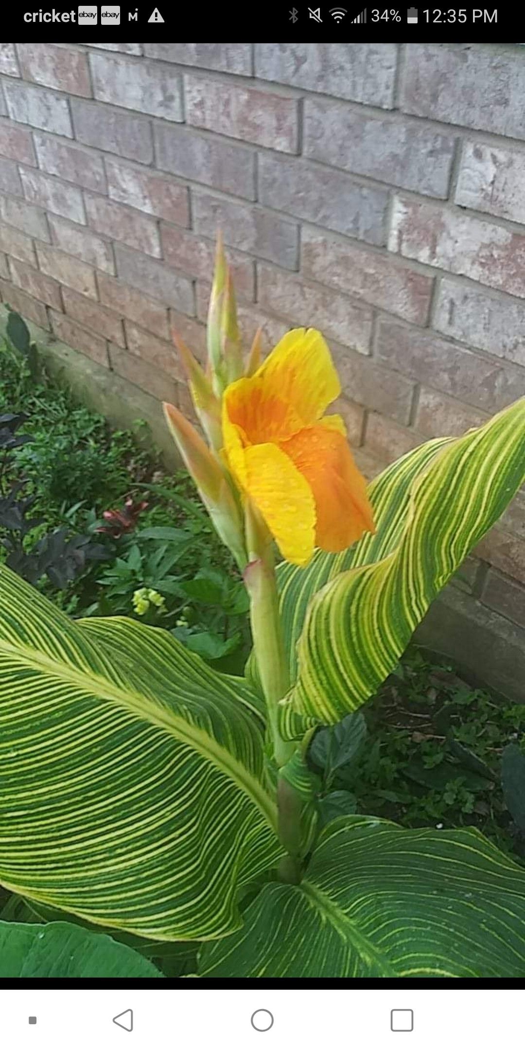 Tiger cannas coyoles hard to find stripe leaves