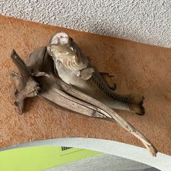 Mounted Largemouth Bass