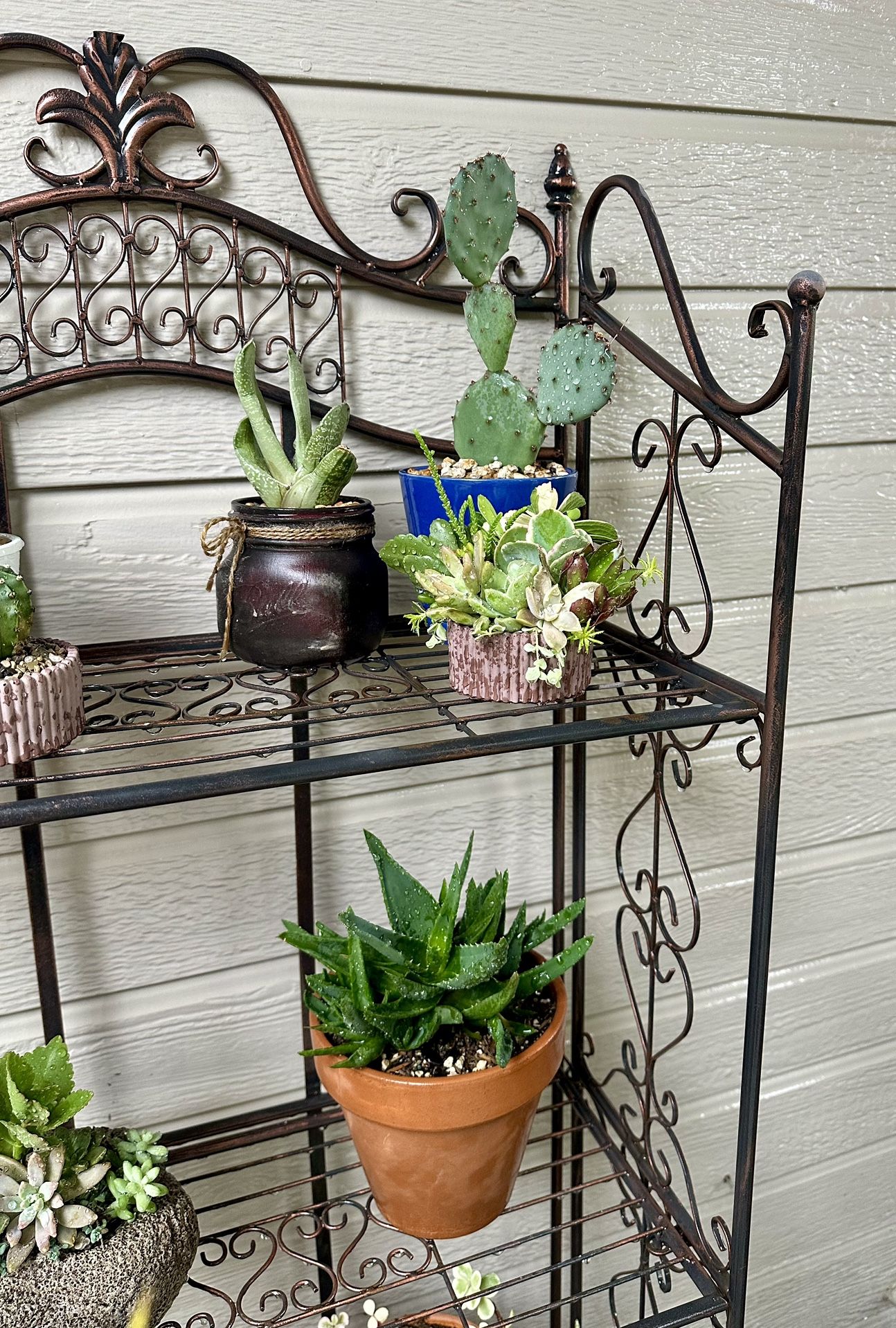 Succulent And Cacti Plants -$5 Each