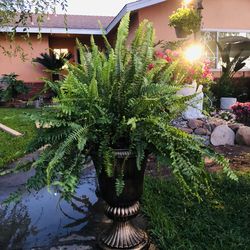 Plants