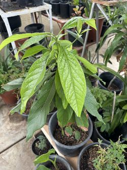🥑 Healthy Avocado Trees – Ready to Plant!