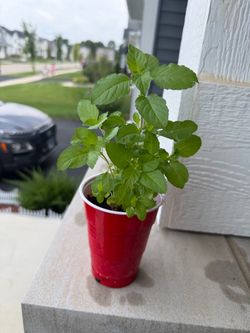 Indian Tulsi plant