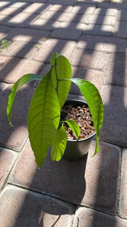 Mango plants