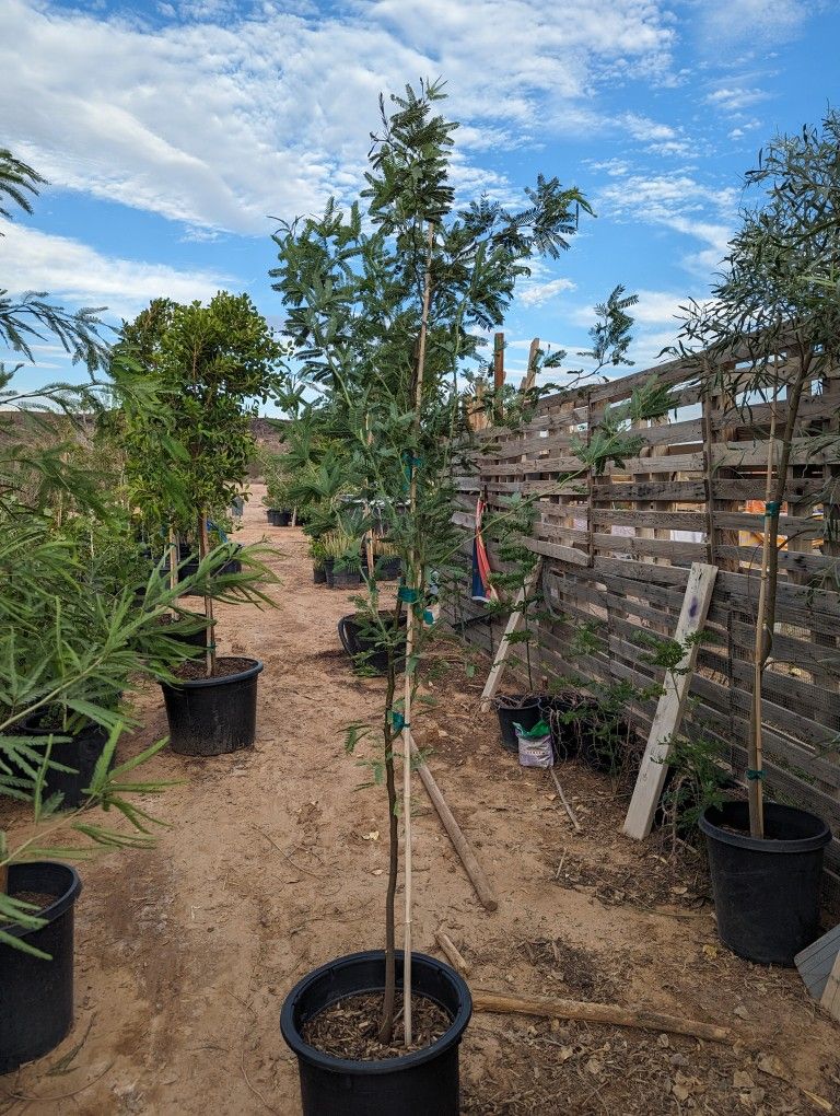 $65 Chilean Mesquite Tree That Is Pictured