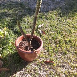 Plumeria Plant Pink
