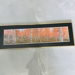 Aspen Forest Picture 