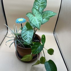 Terracotta Plant Pot With Arrowhead, Dragon Tree And Ivy 
