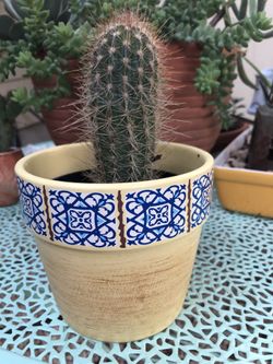 Cactus on ceramic yellow pot🌵