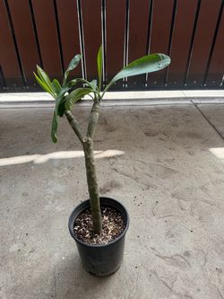 Plumeria