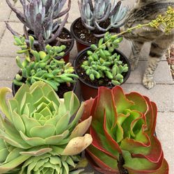 Succulent Plants In A 6” Pot For $4 Each 