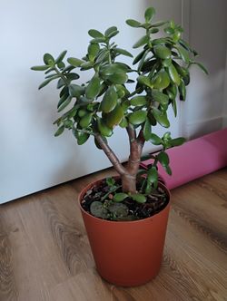 Jade Plant (Yes, It's Available)