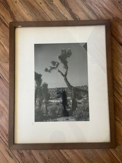 Joshua Tree Print And Frame