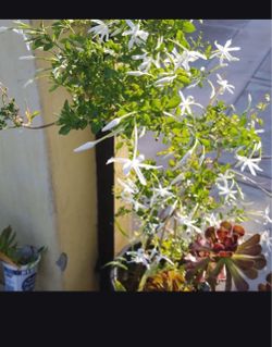Jasmine flower plant