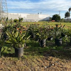 Birds Of Paradise Plants