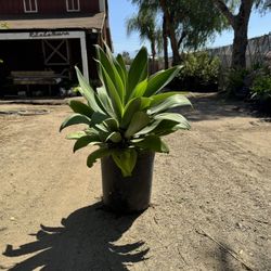 Foxtail Agave 5 Gal