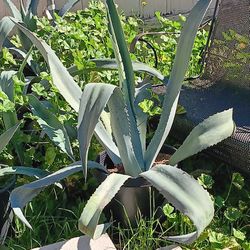 Plants, Succulents, And More