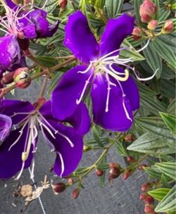 💜 Tibouchina