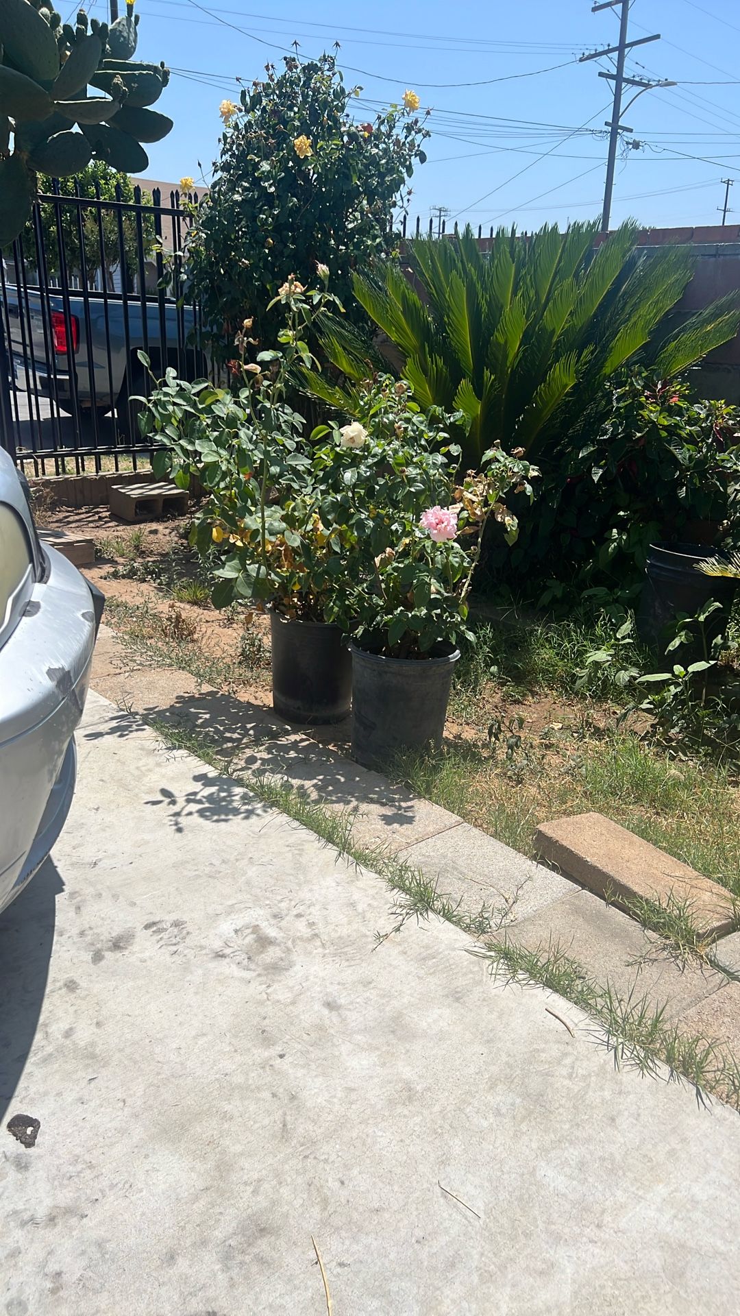 Free Plants
