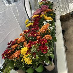 Chrysanthemum Flowers 4$ Each