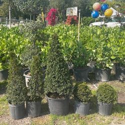 Eugenia Topiary FROM $60.00🌳🌲