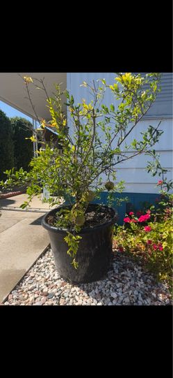 Pomegranate tree