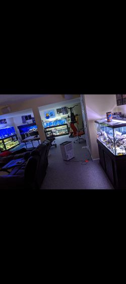 Fish Tank Aquarium (Mbuna)