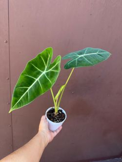 4” alocasia frydek