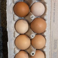 Fresh local eggs