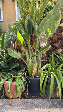 Plants