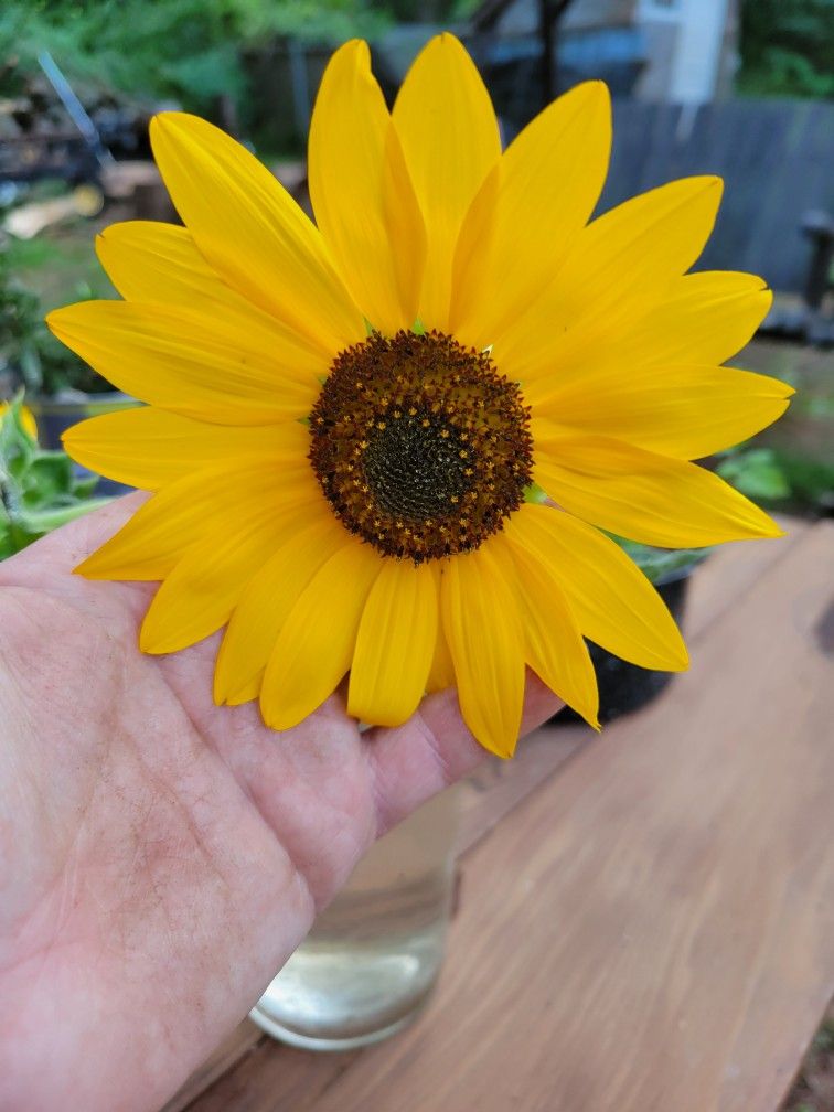 Sunflower