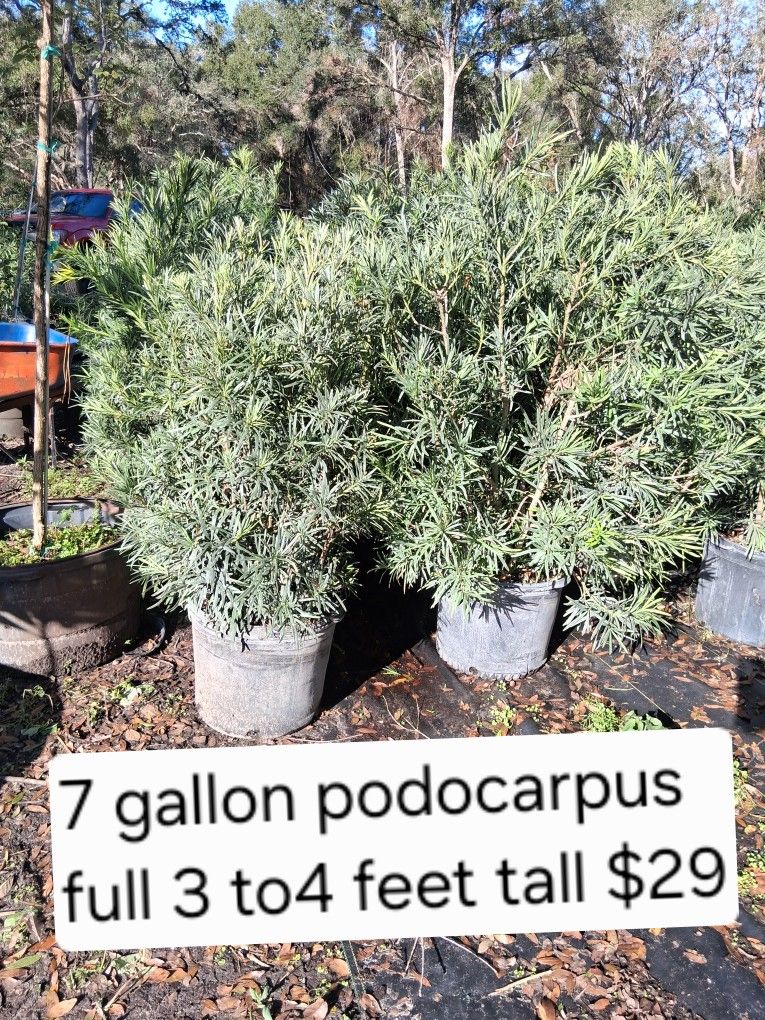 Full podocarpus 7gallon 2 feet wide 3 to4 feet tall $29
$12 for installation