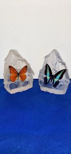 Vintage Real Butterfly Resin Specimen Sculptures – Set of 2