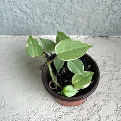 Peperomia  Scandens   Plant 