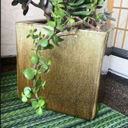 Triple Glazed Planter Filled With Variety Pack Of Succulents 