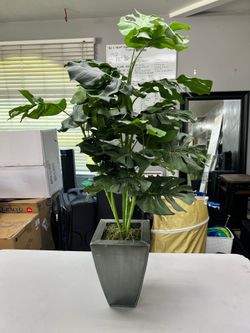 Plant decor