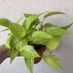 Beautiful Neon Pothos Plant