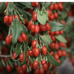 Wolfberry Berry Goji Berry Seedling Live Plant Tree (Lycium barbarum) - Lycium 1 Gallon 2ft Tall